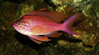 Facts The Swallowtail Sea Perch Anthias anthias [upl. by Adlemi]