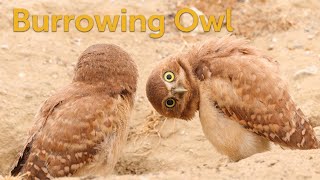 Burrowing Owl Howdy Neighbor [upl. by Neri]