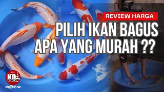 BURUAN DI SERBU ⁉️ REVIEW HARGA IKAN KOI BLITAR SUPER DAN JUMBO ‼️ [upl. by Eelyac]