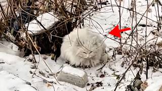 【保護猫】仲間はずれにされ、雪の中で息絶えるのを待つ妊娠中の猫…→女性が助けると衝撃の展開に【感動する話】 [upl. by Valleau]