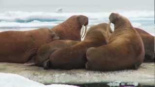 Tracking Pacific Walrus Expedition to the Shrinking Chukchi Sea Ice [upl. by Petulah]