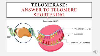 Ageing telomeres and telomerase [upl. by Shira]