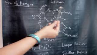 Structure of Haemoglobin [upl. by Backler]