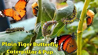 Plain Tiger Butterfly Caterpillar Pupa on Giant Milkweed Plant at Sodpur  আকন্দ গাছে শুয়োপোকা [upl. by Yht]