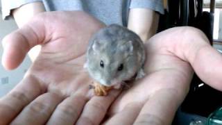 Dwarf Winter White Russian Hamster [upl. by Liam442]