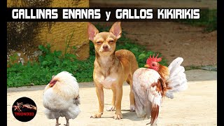 GALLINAS ENANAS y GALLOS KIKIRIKIS – Razas de gallinas miniatura [upl. by Yntirb393]