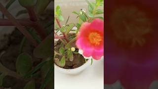 How to use disposal glass as a flower vasebol na halke shortrending [upl. by Annadiane]