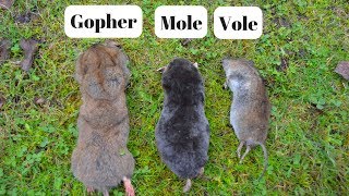 How To Identify If You Have Gophers Moles Or Voles Digging Up Your Yard [upl. by Chaudoin]