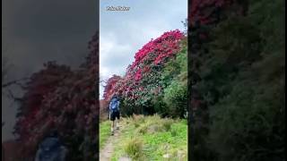 Beauty in Bloom  Rhododendron Magic  Birds song rhododendron laliguras shorts [upl. by Oznol142]