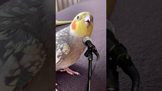 Sultan papağanı Mecnun şarkı söylüyor cockatiel song pets [upl. by Ahsinej228]