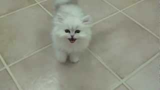 Cats 101 Chinchilla silver persian kitten [upl. by Aluor]