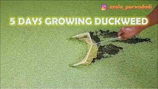 The Growth of Duckweed Day by Day  Growing Duckweed in 5 Days [upl. by Basil]