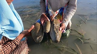 Berburu teripang pasir di air dangkal Holothuria scabra  Bameti [upl. by Tess290]