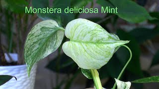 Vanille Orchidee und NEU Monstera deliciosa Mint Big Leaf Geschenk [upl. by Nitsir]