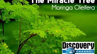 Discovery Channel  Moringa Oleifera [upl. by Mylan]