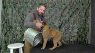 Malinois Puppy Training Lesson Four [upl. by Ailelc]