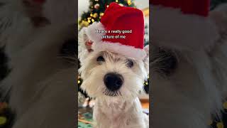 Cutest Westie Santa 🎅🏻 [upl. by Eseret]