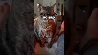 COMO DEJAR DE SER EL NOOB DE TU EQUIPO EN 222 PALABRAS videojuegos gatos humor gaming lol [upl. by Hsirt]