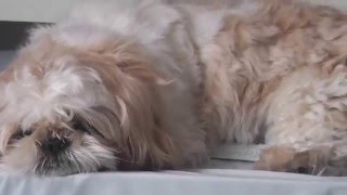 2015  IPSO chien SHIHTZU 20 mois  TOILETTAGE maison [upl. by Lanna]