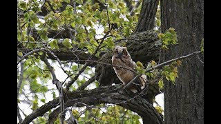 Pileatedwp ybsapsucker bobolink gh owl  more Montezuma New York on 552024 [upl. by Ahseken]