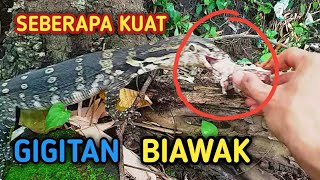 JARI BISA PUTUS  TES GIGITAN BIAWAK [upl. by Zampardi]