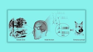 Lecture 11 Visual Attention and Consciousness [upl. by Doolittle]