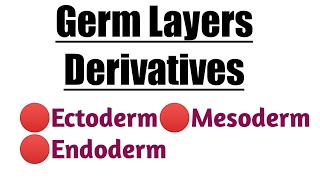 Germ Layers Derivatives  Ectoderm  Mesoderm  Endoderm [upl. by Topper]