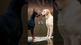 Rottweiler Puppy vs Pitbull puppy  German Shepherd Husky Doberman labrador retriever Pointer [upl. by Snebur]