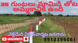 35 guntas mango farm site for sale 3years trees Veldanda Vill Narmetta MJangoanD9912396061 [upl. by Selig]