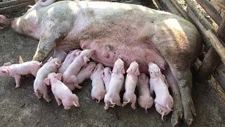 Pig Gives Birth To Fifteen 15 Piglets 😱 In Jamaica 🇯🇲 [upl. by Miarfe]