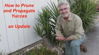 Yucca Pruning and Propagation Update [upl. by Notlim]