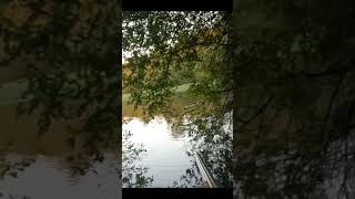 TIR DUN RAGONDIN A 5M  chasse hunting hunt chasseur ragondin coypu [upl. by Airoled414]