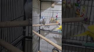 Talking quaker parrot singing and dancing shorts [upl. by Bainter]