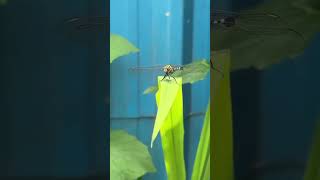 Natural video graphy Dragonfly iphone dragonfly viralvideo please subscribe my channel 1million [upl. by Atul]