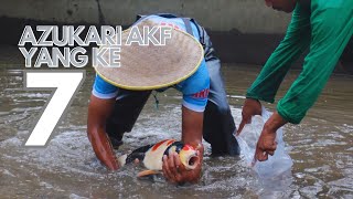 Azukari AKF 7 Indonesia Koi Idaman dan Impian [upl. by Etta361]