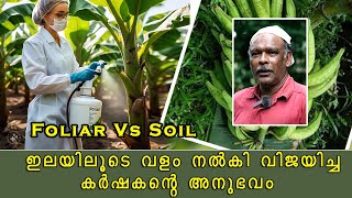 Foliar vs Soil applicationവാഴക്കു ഇലയിൽ വളം നൽകിയപ്പോൾ സംഭവിച്ചത് [upl. by Whitehurst712]