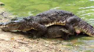 How Do Crocodiles Physically Mate Muggers of India [upl. by Aihselat955]