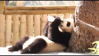 Los panditas tomando el biberón  Zoo Madrid [upl. by Drye245]