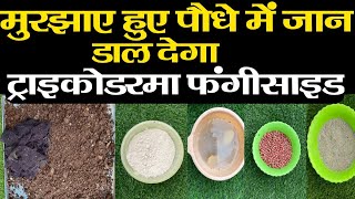 पौधे पर ट्राइकोडरमा का उपयोग कैसे करें  How to Use Trichoderma for Plants [upl. by Ikcaj]