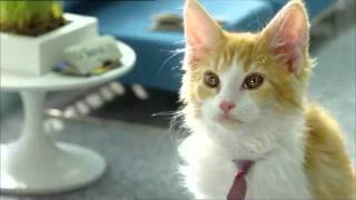 Bouygues Telecom  Les chatons Telecoms [upl. by Sessler]