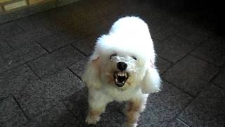 Poodle bravo Angry Poodle [upl. by Nagy]