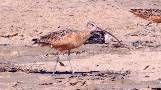 Longbilled Curlew [upl. by Brecher]