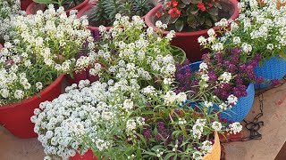 Best Winter FLower  Sweet Alyssum  How to Grow and Care Sweet Alyssum  Fun Gardening [upl. by Seuqirdor196]