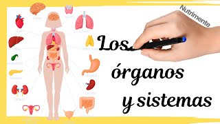 Los ÓRGANOS y SISTEMAS de ÓRGANOS [upl. by Esoranna]