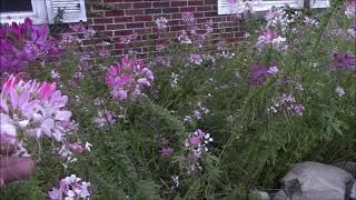 Cleome SpinosaHassleriana properties and uses [upl. by Ramma]