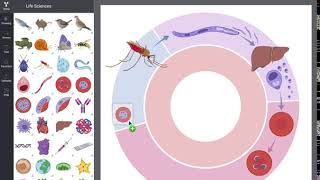 BioRender  Novel Science Illustration tool [upl. by Hugibert6]