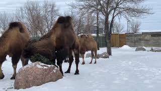 Bactrian Camels in winter [upl. by Ahsiel650]