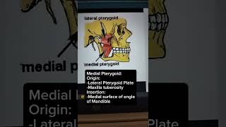 Muscles of Mastication in less than 60 seconds song grossanatomy bonesday crackingbonesmandible [upl. by Anaeel344]