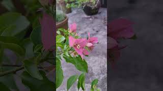 Bougainvillea flower agriculture nature trending bougainvillea garden gardening [upl. by Atikal]