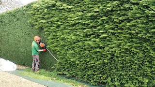 Big CONIFER HEDGE Gets another Trim [upl. by Dnomsed653]